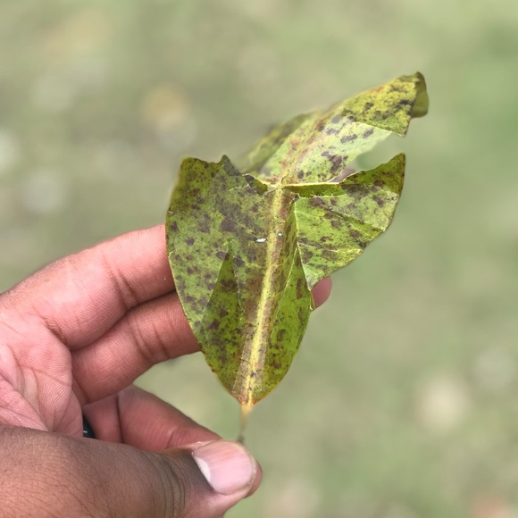 Meet your Posher, Austin - Picture 1 of 1